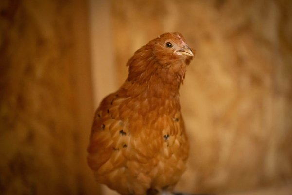 What's the Secret to Integrating Edible Flowers into Sweet and Savory Dishes for Stunning Presentation?